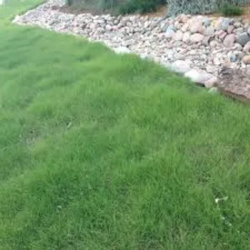 Natural Grass